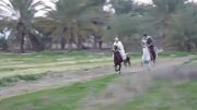 اسبهای عرب خالص اهواز- ریکان معاوی و شیان شاه کعبی 93