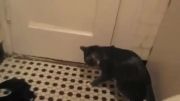 گربه و ترس از آب!!!!!
