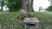 تخمه خوردن یک سنجاب را ببینید!