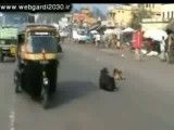تحصن حیوانات در خیابان