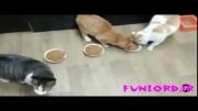 بخیل ترین گربه دنیا