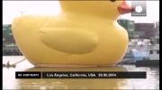 بزرگترین اردک جهان به لس انجلس رسید