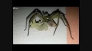 عنکبوت بزرگ مارمولک را زنده زنده خورد