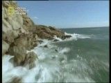 مستند فوک های طلایی ساحل اسکلت-National Geographic Golden Seals Of Skeleton Coast