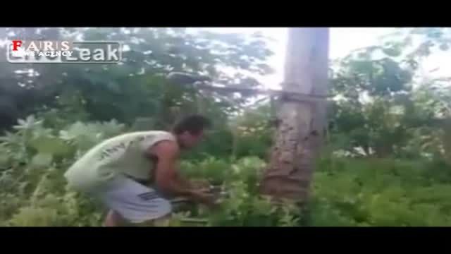 ترفند جدید برای بالا رفتن از درخت