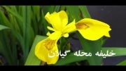 کلیپ گیاه زنبق زرد در خلیفه محله گیلان