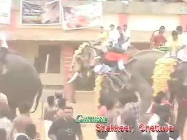وحشی شدن فیل هادرعروسی.هند