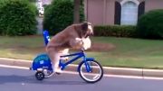 دوچرخه سواری سگ پشمالو