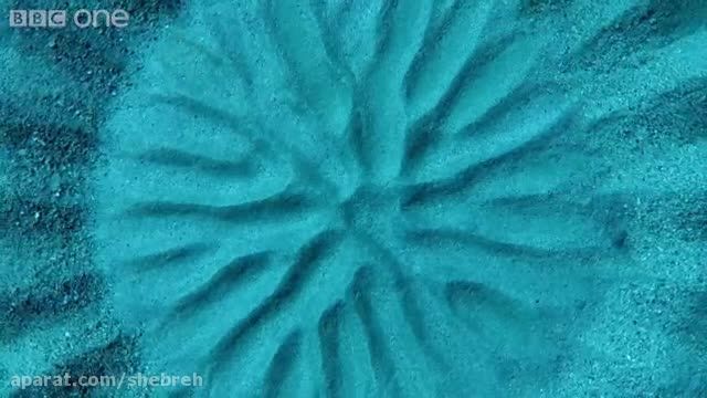 طرحهای عجیب در کف دریا توسط نوع خاصی از ماهی ها