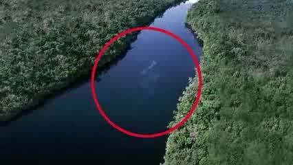 بزرگترین مار دنیا در جنگل های آمازون