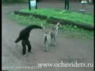 شوخی میمون با سگ عصبانی