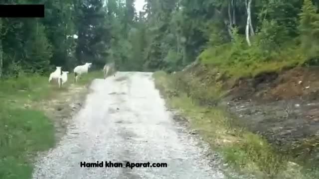 شکار گرگ توسط گوسفند