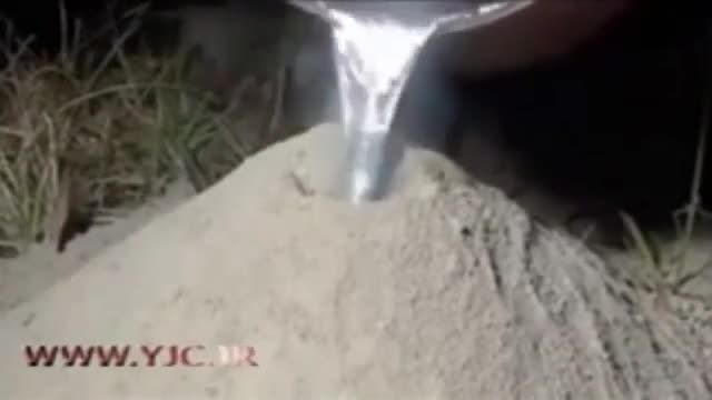 دراوردن لانه ی مورچه از زیر زمین با سرب داغ