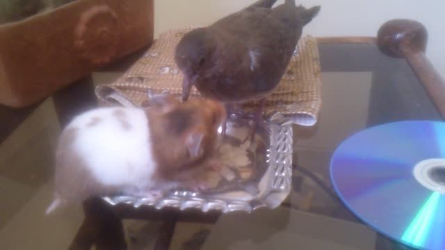 غذا خوردن کبوتر با همستر (پرنده و جونده)