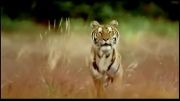 گربه سانان بر اثر شکار بی رویه در حال انقراض  . . . :(