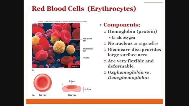 فیزیولوژی خون