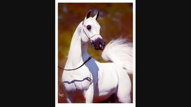 زیباترین اسب عرب در دنیا