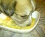 غذاخوردن سگ