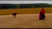گاو بازی خنده دار  با گوساله