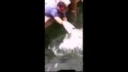 خورده شدن بازوی ماهیگیر توسط یک ماهی بزرگ