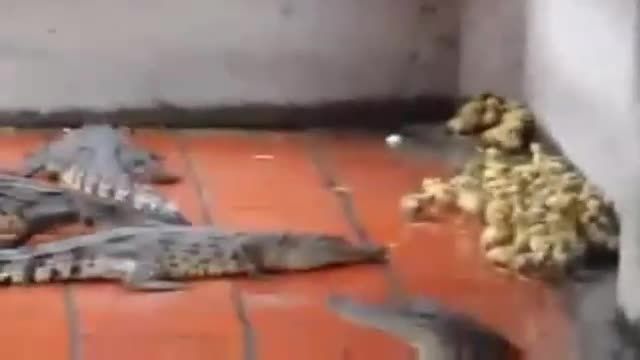 تمساح های گرسنه