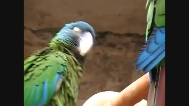 ماکائوی کله آبی - Blue Headed Macaw
