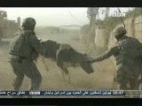 دعوای گاو عراقی با سگ امریکایی