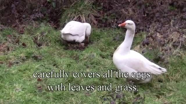 ویدیوی شگفت انگیز از تخم گذاری غاز