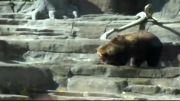 شكار راكون توسط خرس گریزلی در باغ وحش