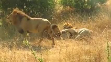 کشتن شیر نر جوان توسط 3 شیر نر بالغ