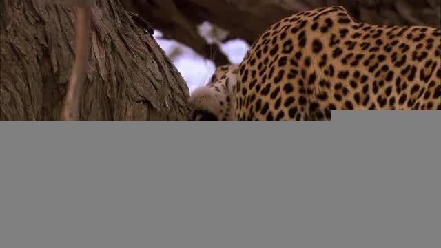 ویدئویی دیدنی از شکار جغد توسط پلنگ HD