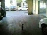 اذیت گربه در پارکینگ