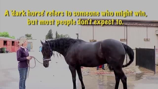 horse idioms