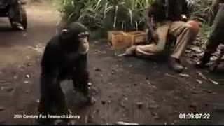 با میمون شوخی نکنید همتون به رگبار مبگیره