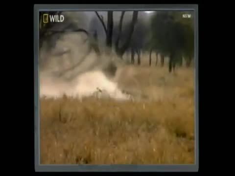 کشته شدن 2 یوزپلنگ بدست شیر !!