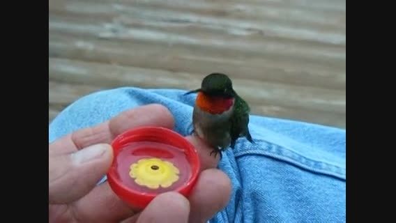 آب خوردن پرنده کوچک