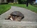 سرعت یه لاکپشت