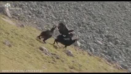 تلاش عقاب برای شکار بز کوهی!