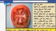 فتوای علمای وهابی:خوردن گوجه فرنگی حرام است  . خنده دار