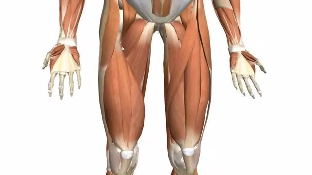 ویدئو آموزشی (2)Muscles of the Thigh and Gluteal Region