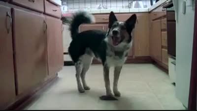 باهوش ترین سگ دنیا