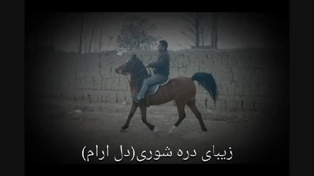 اسب درهشور دل ارام