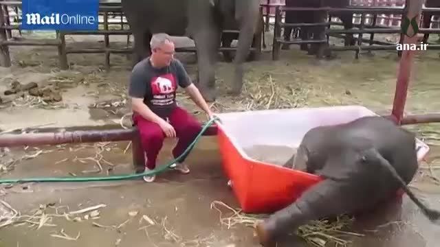 آب بازی بچه فیل در یک باغ وحش