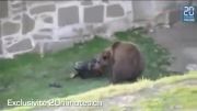 حمله خرس وحشی به یک مرد در سوئیس