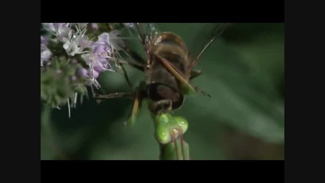 خوردن زنبور توسط آخوندک