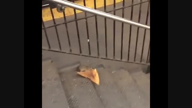 فرار موش با پیتزا