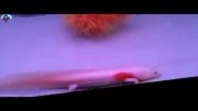 فیلم: ماهی عجیبی که خودش را ترمیم می کند