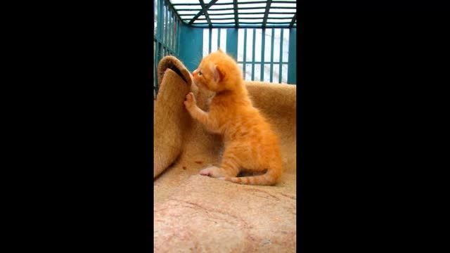 بچه گربه موچولوم بازی گوشیش گرفته !!!