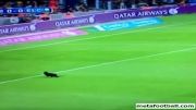 گربه ای که در بازی بارسلونا - الچه به داخل زمین آمده بو