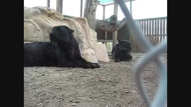 پلنگ سیاه در باغ وحش